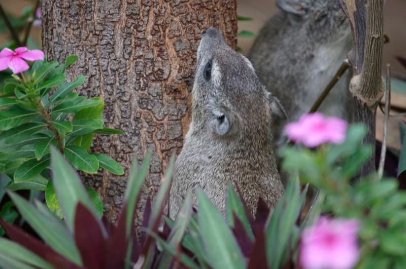 Tiny Living Robots: Medical Marvels or Bioethical Nightmares?